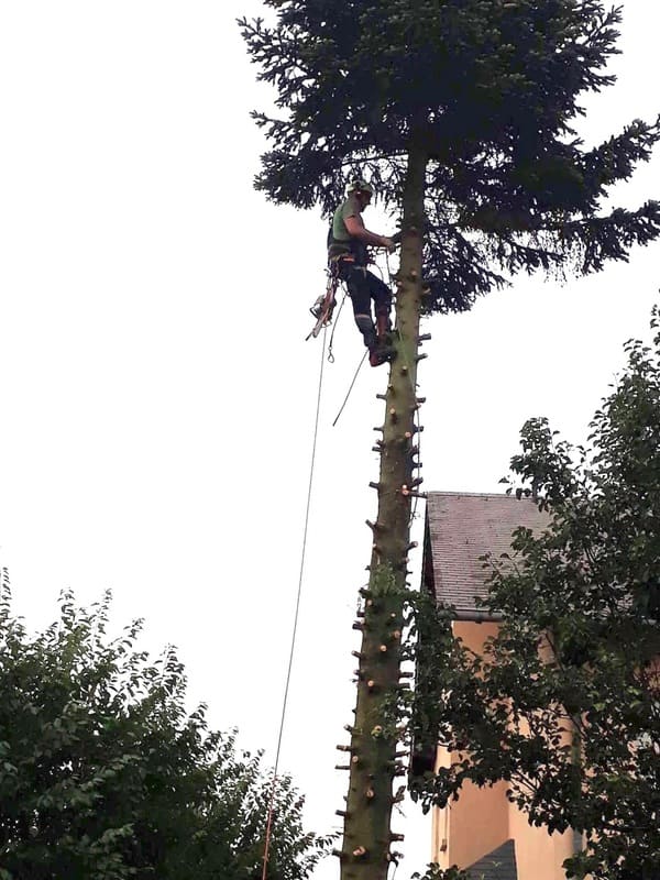 Élagage arbre au Luxembourg 6