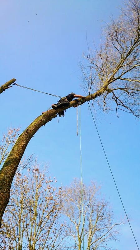 Élagage arbre au Luxembourg 9