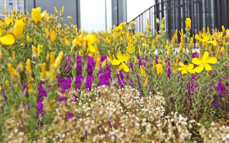 Expert en entretien de plantes avec Spellini au Luxembourg