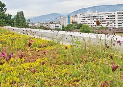 Aménagement extérieur Luxembourg toiture végétale 5