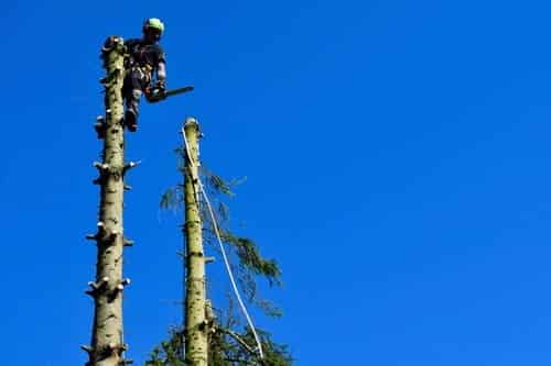 Quelle est la différence entre élagage et abattage d’arbres ?