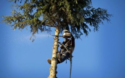 Quel tarif pour l’élagage ou l’abattage de vos arbres ?