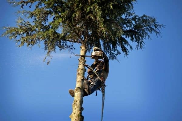 Quel tarif pour l’élagage ou l’abattage de vos arbres ?