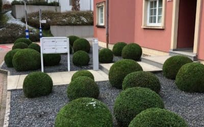 Plantation de boules de buis pour un résultat original et captivant