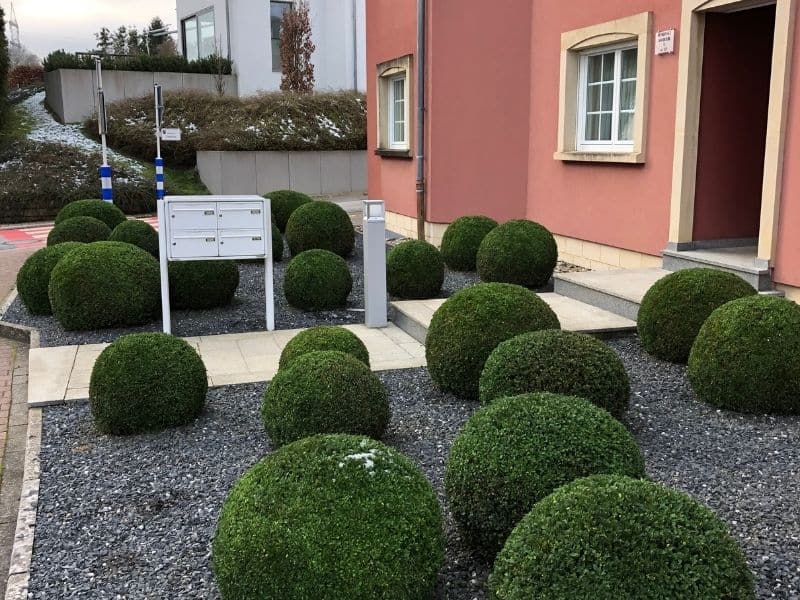 Plantation de boules de buis pour un résultat original et captivant