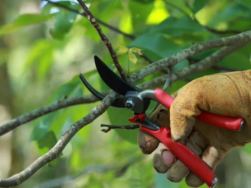 Quand tailler vos arbres ?