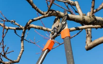 L’importance de l’élagage pour la santé de vos arbres