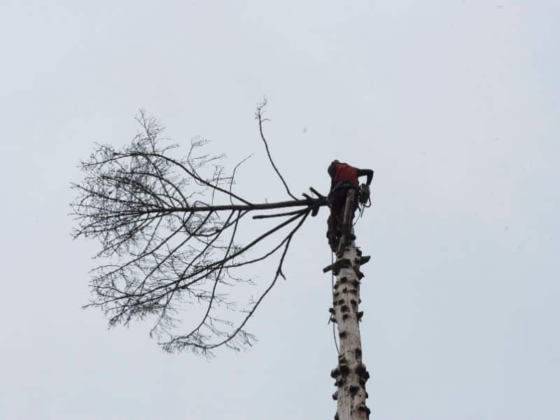 Abattage d'arbre par démontage
