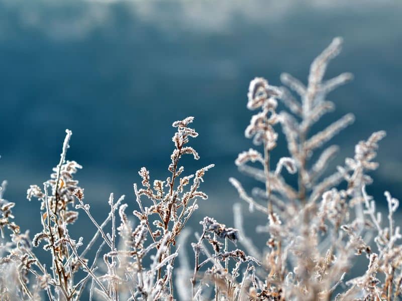 Hivernage - Entretien de jardin