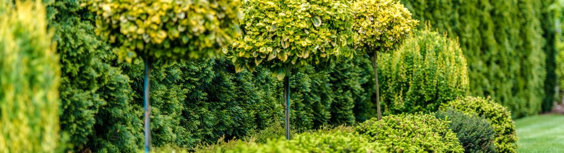 Elagage d'arbres et arbustes - Mondorf