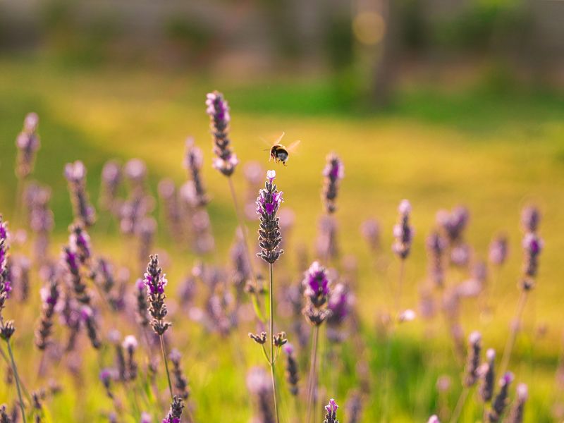 Protégé : Pourquoi choisir un jardin écologique ?