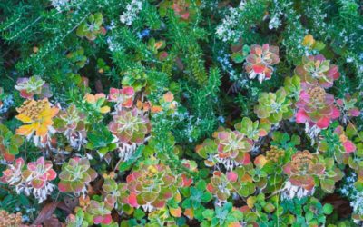Votre jardinier, l’allié indispensable avant l’hiver